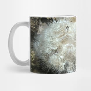 Plumose Anemone (Metridium farcimen) Mug